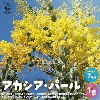 大人気希少✴️ミモザ ✴️ アカシア パール ✴️ 楽天市場】ミモザ パールアカシアの通販
